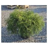 GOLD MOP CYPRESS #5
