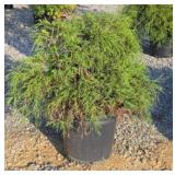 GOLD MOP CYPRESS #5