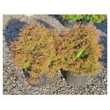 (2) FIRE CHIEF ARBORVITAE