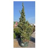TRAUTMAN JUNIPER TREE