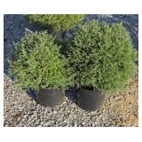 (2) MISTER BOWLING BALL ARBORVITAE