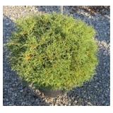 MISTER BOWLING BALL ARBORVITAE