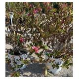 (2) SONIC BLOOM WEIGELA