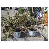 (2) WEIGELA, SONIC BLOOM RED SHRUBS