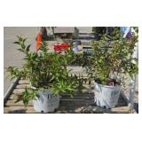 (2) SONIC BLOOM RED WEIGELA SHRUB