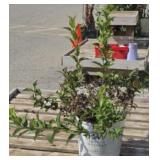 (1) WEIGELA, SONIC BLOOM RED SHRUB