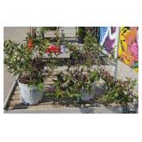 (2) WEIGELA, SONIC BLOOM RED SHRUB
