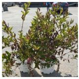 (2) WEIGELA SHRUBS