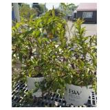(2) WEIGELA SONIC BLOOM RED SHRUB