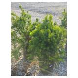 (2) HICKS YEWS #5