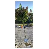 QUICK FIRE HYDRANGEA TREE