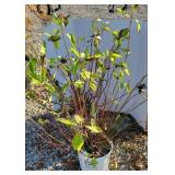(2) ARCTIC FIRE RED DOGWOOD