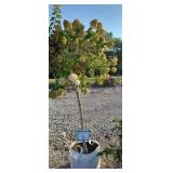 LIMELIGHT HYDRANGEA TREE