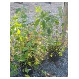 (3) YELLOW TWIG DOGWOOD