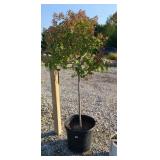 FIRE N ICE HYDRANGEA TREE