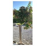 QUICK FIRE HYDRANGEA TREE