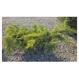 (2) GOLD LACE JUNIPER