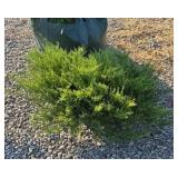 ANDORRA JUNIPER #3