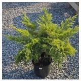 (2) GOLD LACE JUNIPER