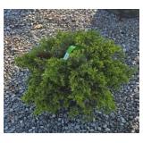 BUFFALO JUNIPER #3