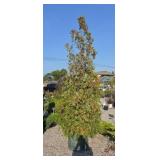 WINTERGREEN ARBORVITAE