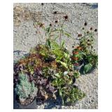 (12) MIXED PLANTS