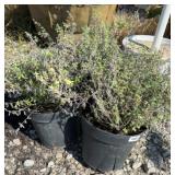(3) CATMINT