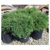 (5) MR BOWLING BALL ARBORVITAE