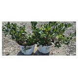 (2) LOW SCAPE MOUND ARONIA