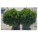 (2) SHRUBS