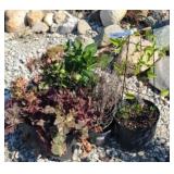 (5) MIXED PLANTS