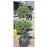 BLUE POINT JUNIPER #15