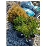 (3) MIXED BOXWOOD
