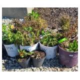 (9) PLANTS NEEDING LOVE