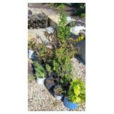 (12) PLANTS NEEDING LOVE