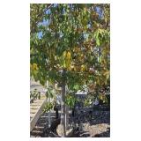 (1) SUGAR TYME CRABAPPLE TREE