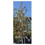 (1) SUGAR TYME CRABAPPLE