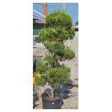 SPARTAN JUNIPER #10