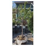 (1) CORALBURST CRABAPPLE