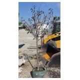 PERFECT PURPLE CRABAPPLE