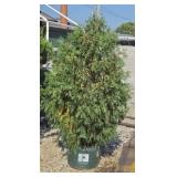 TECHNY ARBORVITAE #10