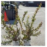 (2) SONIC BLOOM PINK WEIGELA SHRUB
