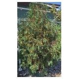 (1) TECHNY ARBORVITAE