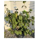 JUDDI VIBURNUM #5