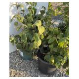 (2) JUDDI VIBURNUM #5