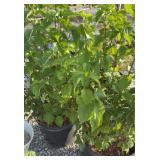 (2) MULBERRY?
