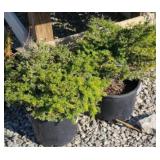 (2) HEMLOCK GENTSCH WHITE