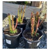 (4) CARDINAL FLOWERS