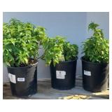 (3) BALMY PURPLE MONARDA