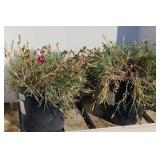 (2) RUBY GLITTER DIANTHUS